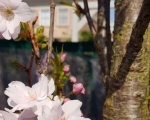 Bloesem boom japanse kers poes behangboom muurdecoratie kinderkamer baby newborn bij