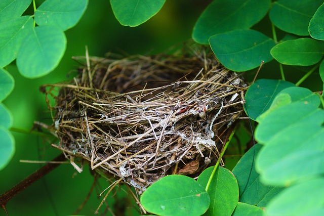 nestje vogels muurdecoratie